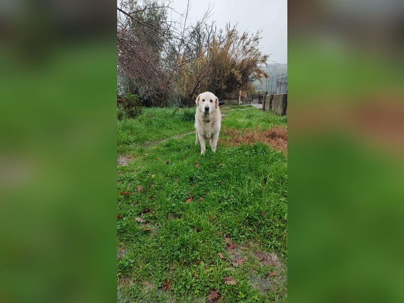 Jan - der Riese mit dem sanften Blick