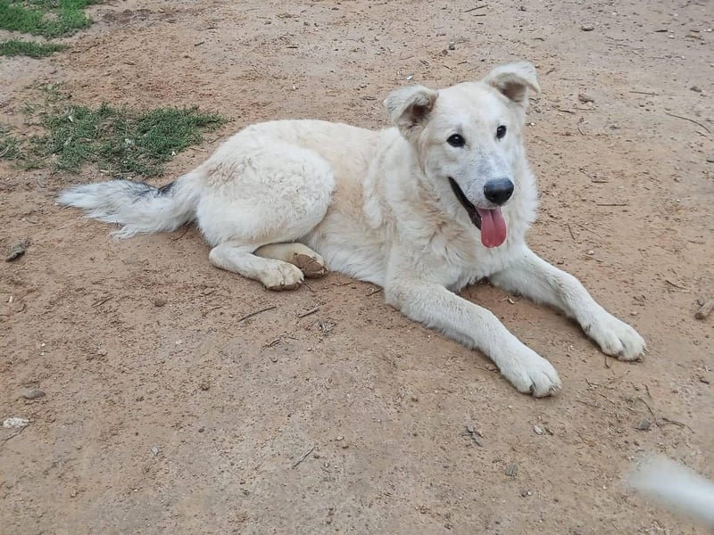 Der Sanfte Paul sucht sein Zuhause