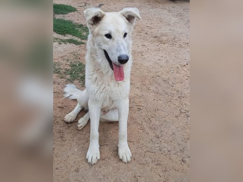 Der Sanfte Paul sucht sein Zuhause