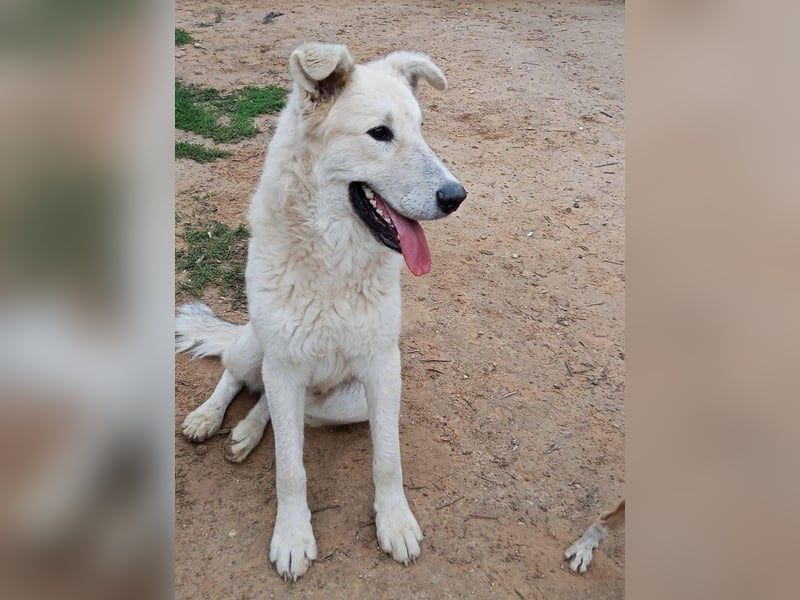 Der Sanfte Paul sucht sein Zuhause