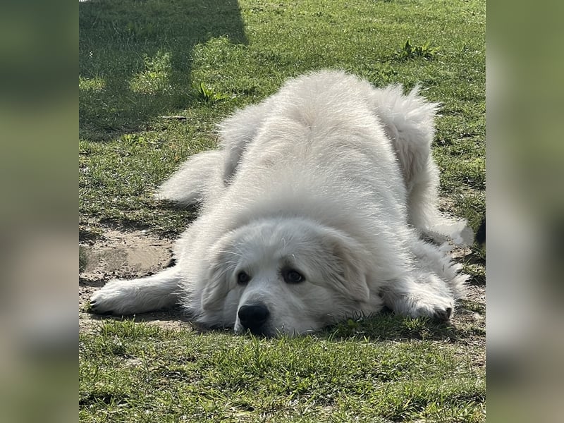 Deckrüde Maremmano Maremmen Abruzzen Schäferhund