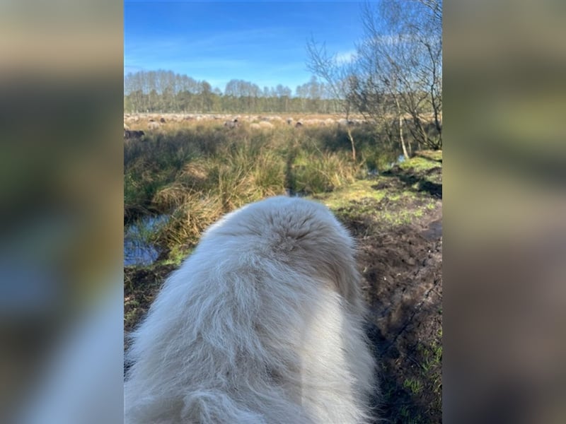 Deckrüde Maremmano Maremmen Abruzzen Schäferhund