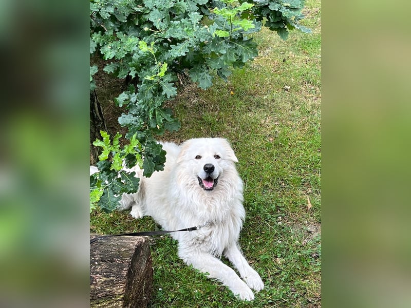 Deckrüde Maremmano Maremmen Abruzzen Schäferhund