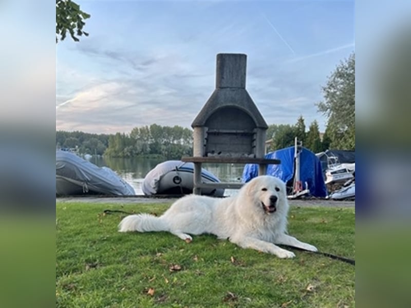 Deckrüde Maremmano Maremmen Abruzzen Schäferhund