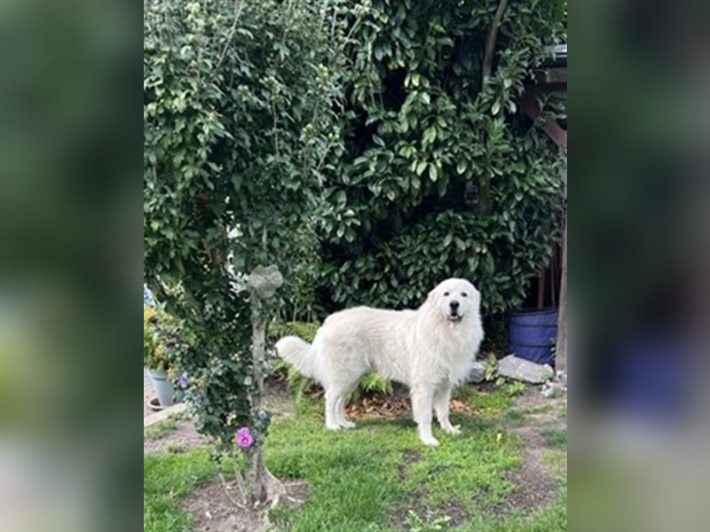 Deckrüde Maremmano Maremmen Abruzzen Schäferhund