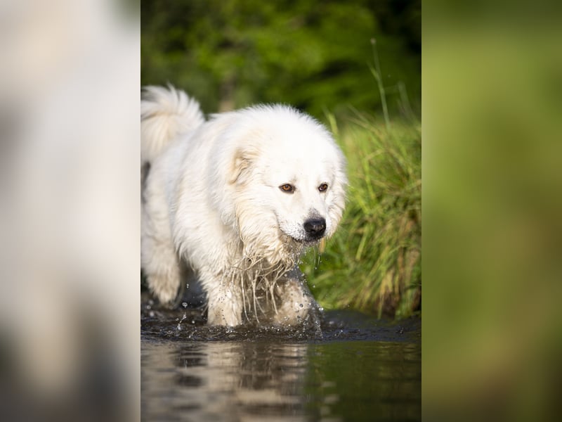 Deckrüde Maremmano Maremmen Abruzzen Schäferhund