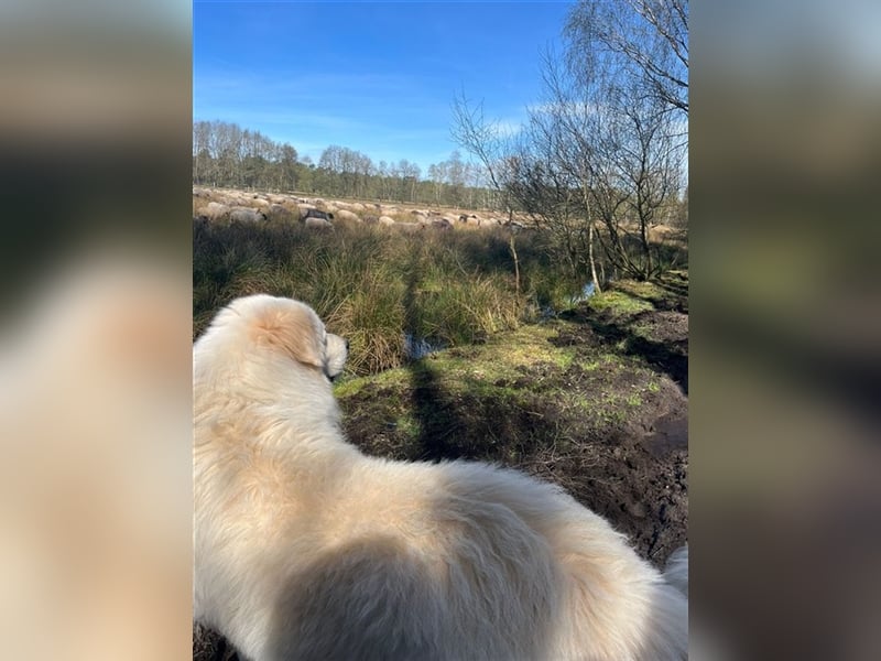 Deckrüde Maremmano Maremmen Abruzzen Schäferhund