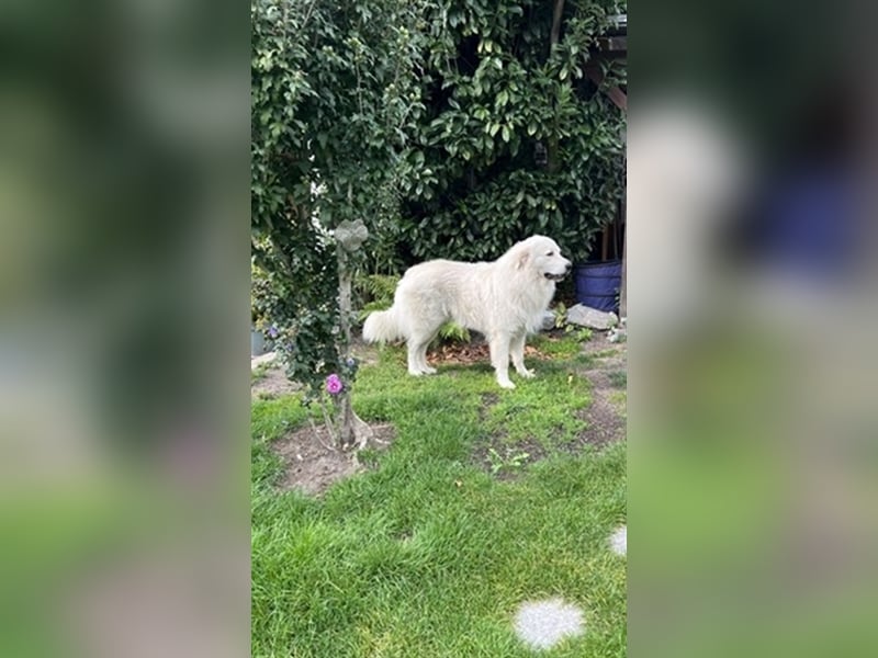 Deckrüde Maremmano Maremmen Abruzzen Schäferhund