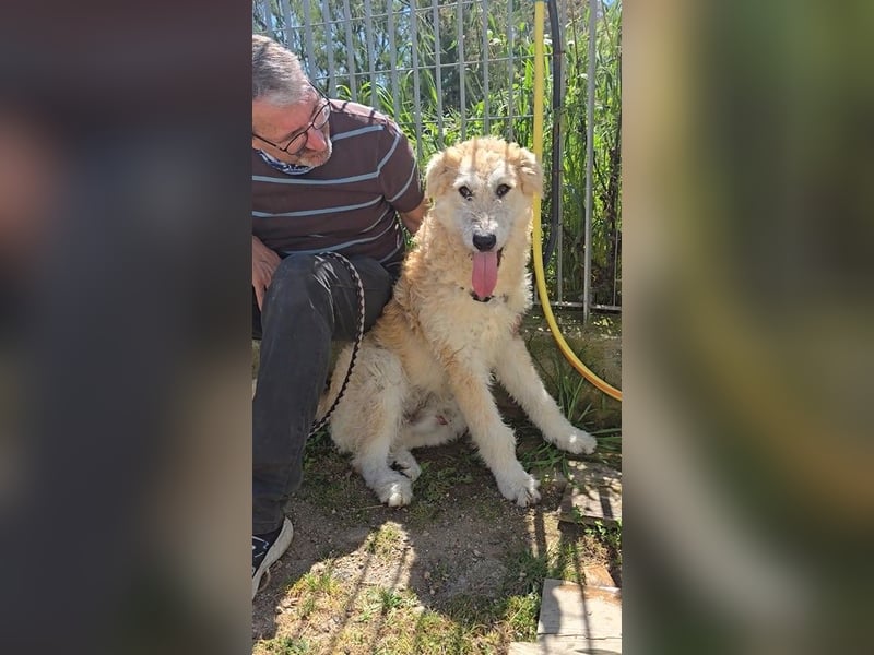 Tito: sanfter Rüde mit Goldlöckchen