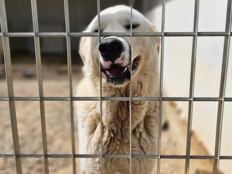 Carletta - wunderschöne Herdenschützerin