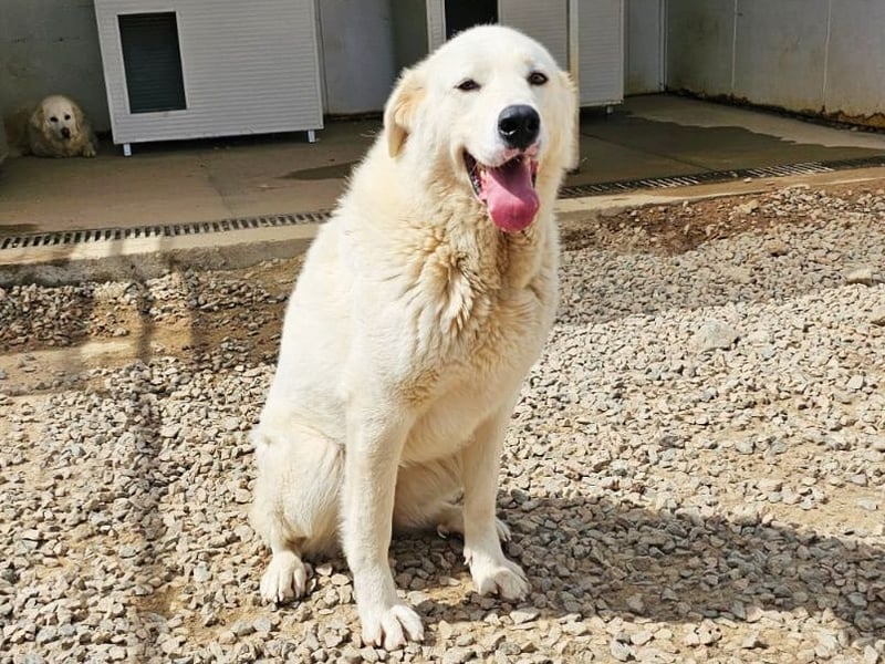 Carletta - wunderschöne Herdenschützerin