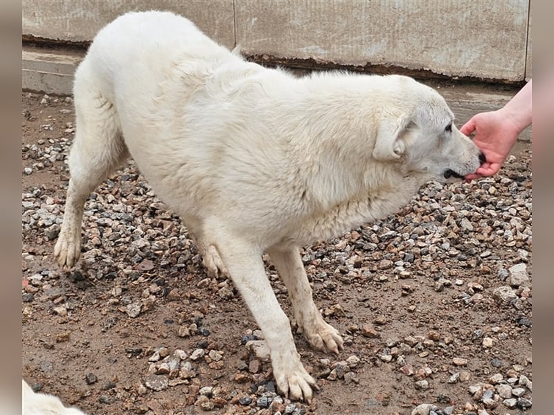 Brunello - wieder ein entsorgter Maremmano