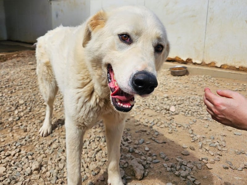 Carletta - wunderschöne Herdenschützerin