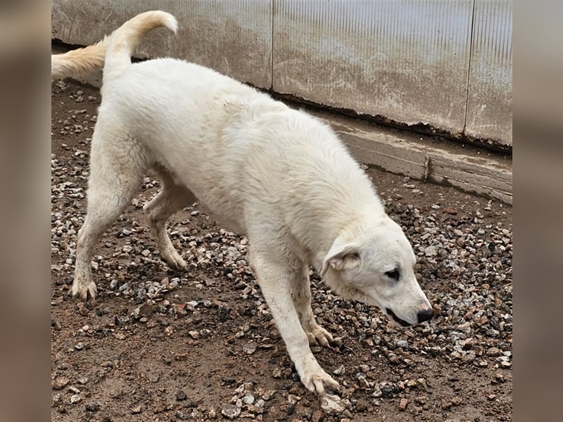 Brunello - wieder ein entsorgter Maremmano