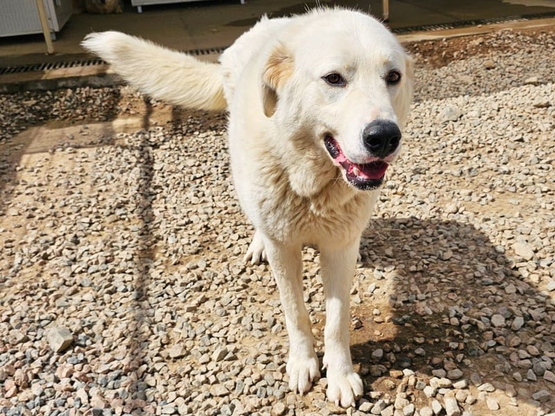 Carletta - wunderschöne Herdenschützerin