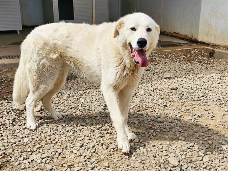 Carletta - wunderschöne Herdenschützerin