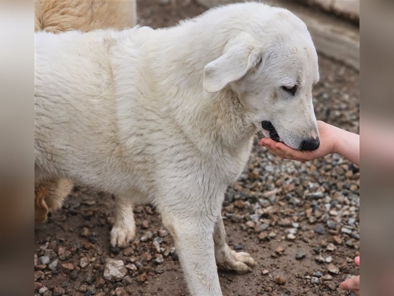 Brunello - wieder ein entsorgter Maremmano