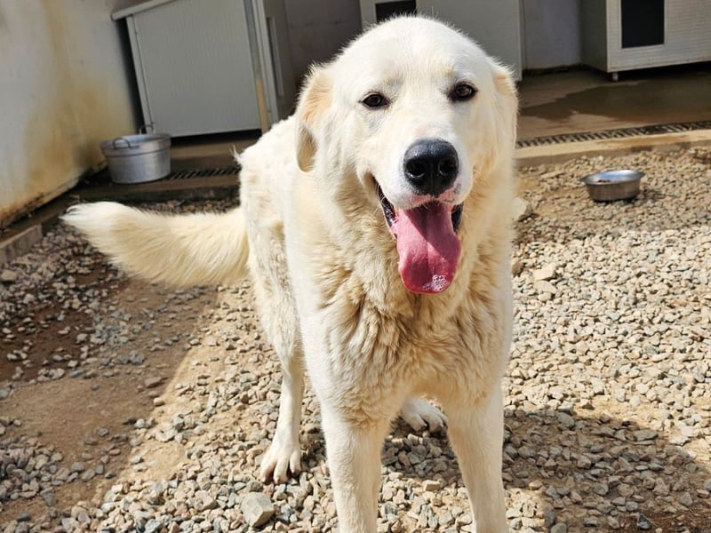 Carletta - wunderschöne Herdenschützerin