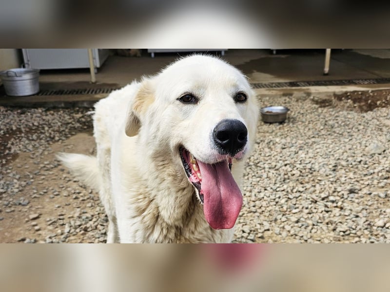 Carletta - wunderschöne Herdenschützerin