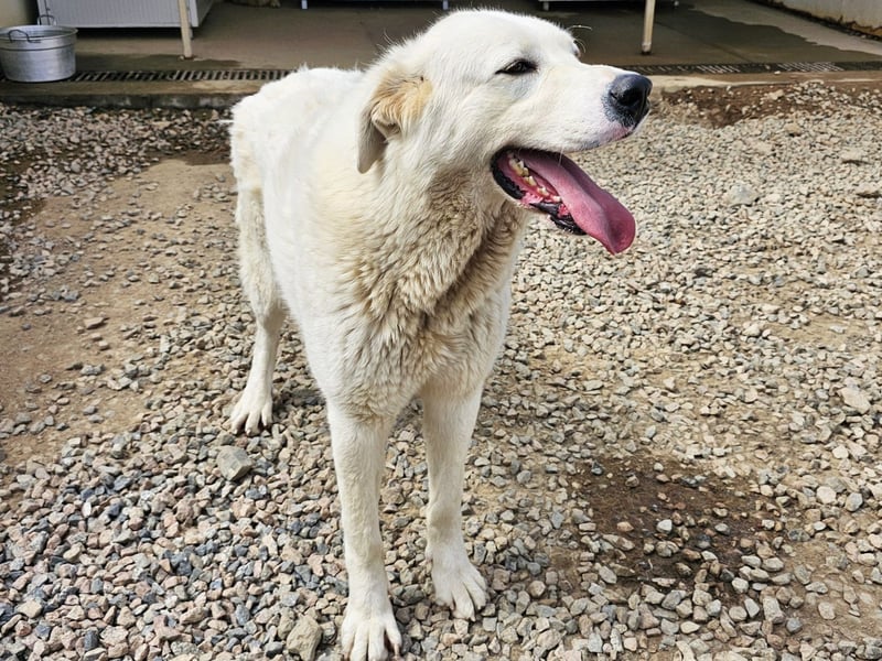Carletta - wunderschöne Herdenschützerin