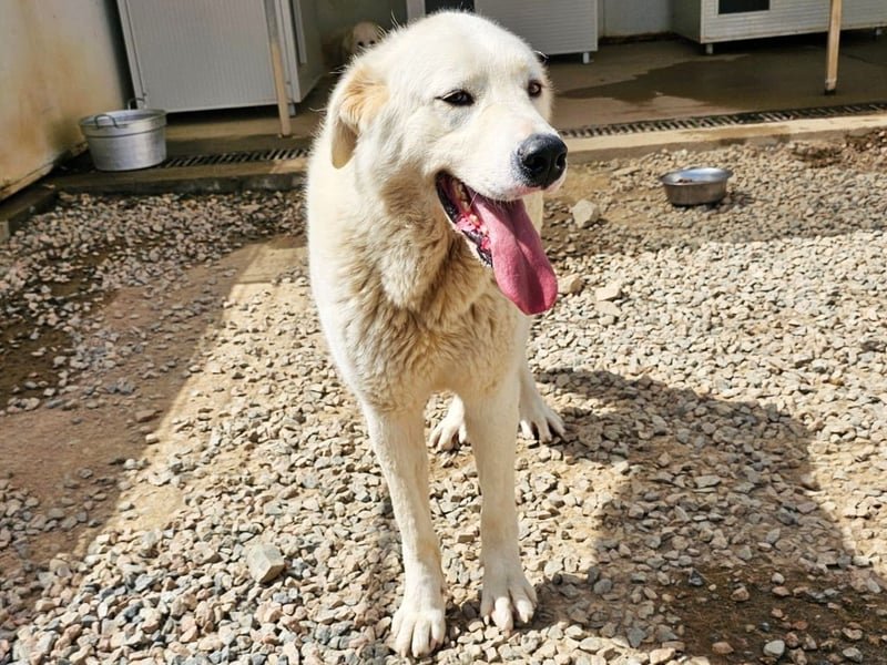 Carletta - wunderschöne Herdenschützerin