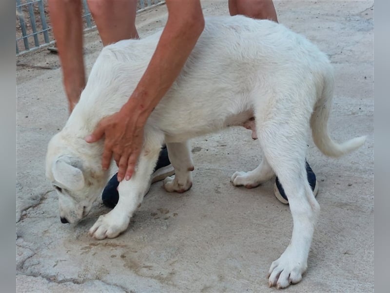 Brunello - wieder ein entsorgter Maremmano