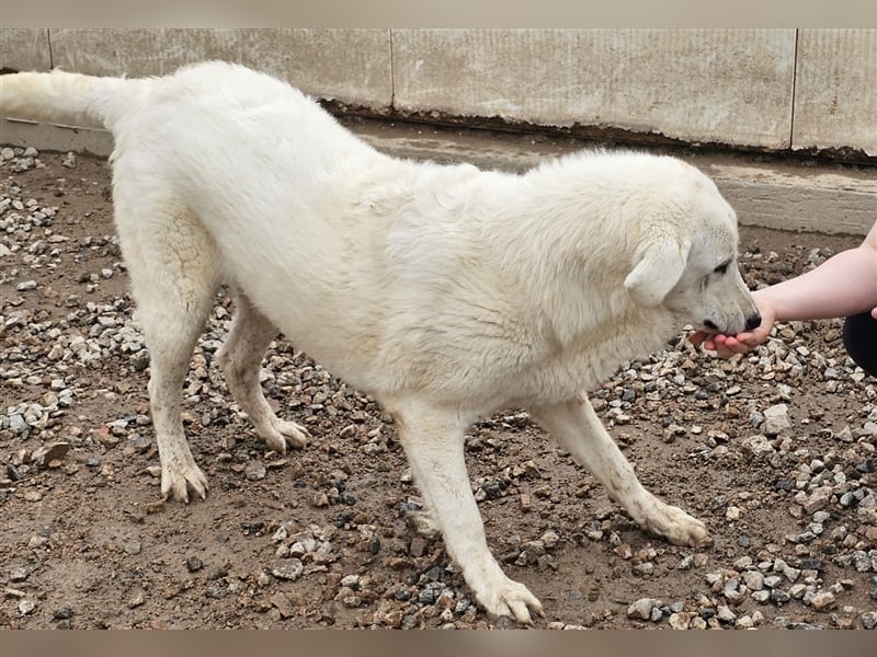 Brunello - wieder ein entsorgter Maremmano