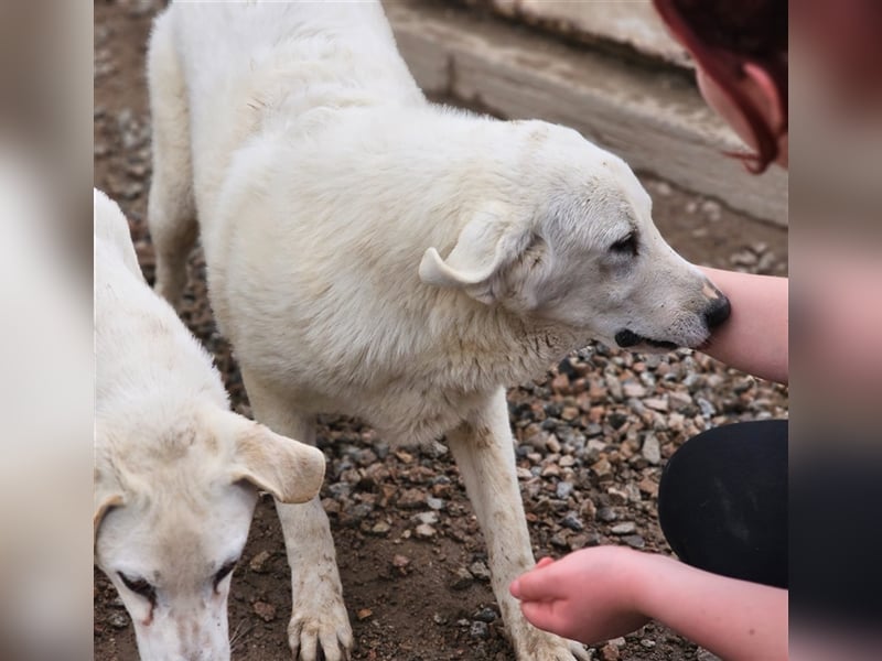 Brunello - wieder ein entsorgter Maremmano