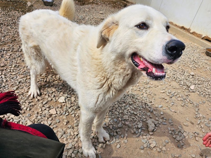 Carletta - wunderschöne Herdenschützerin