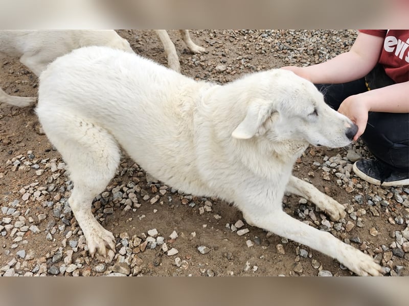 Brunello - wieder ein entsorgter Maremmano