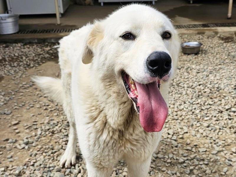 Carletta - wunderschöne Herdenschützerin