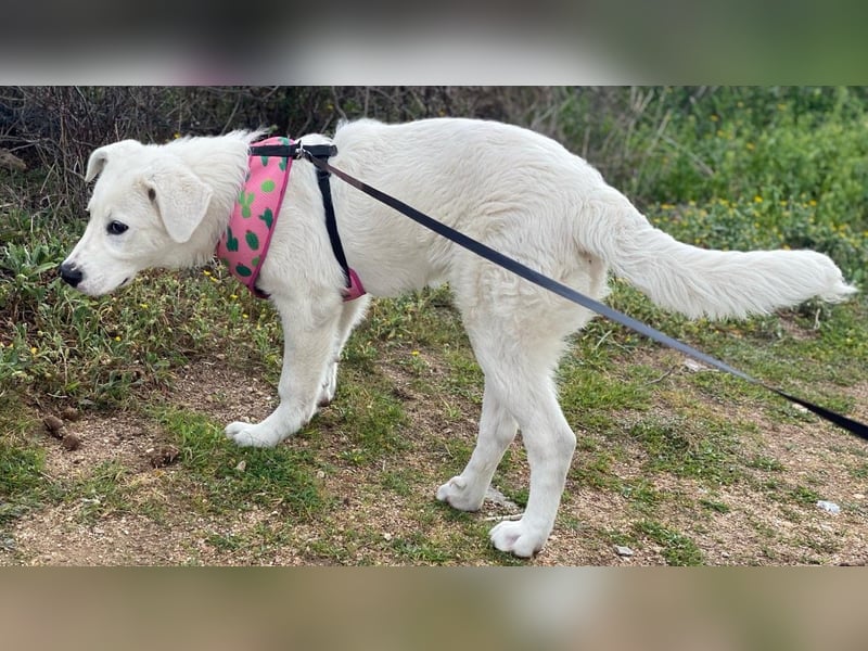 Carletta - wunderschöne Herdenschützerin