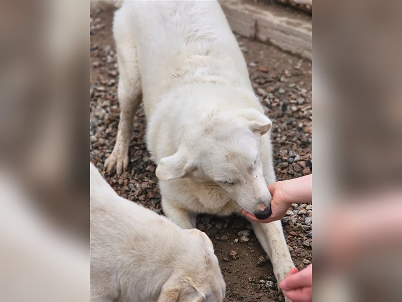 Brunello - wieder ein entsorgter Maremmano