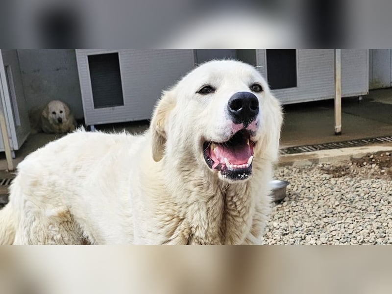 Carletta - wunderschöne Herdenschützerin