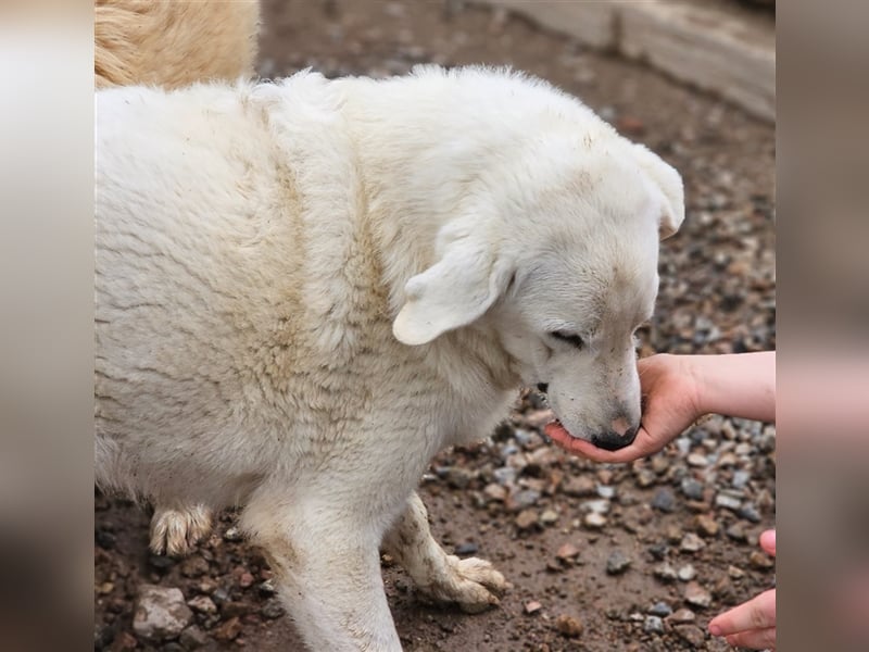 Brunello - wieder ein entsorgter Maremmano