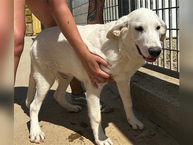 Brunello - wieder ein entsorgter Maremmano