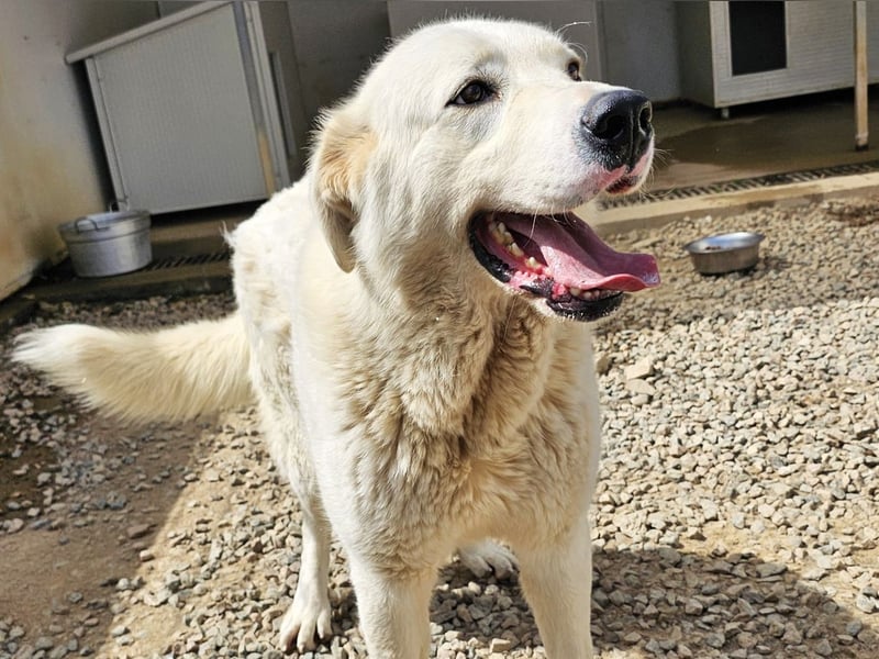 Carletta - wunderschöne Herdenschützerin