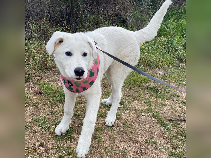 Carletta - wunderschöne Herdenschützerin