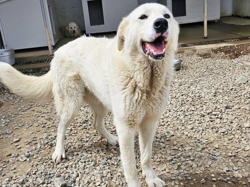 Carletta - wunderschöne Herdenschützerin