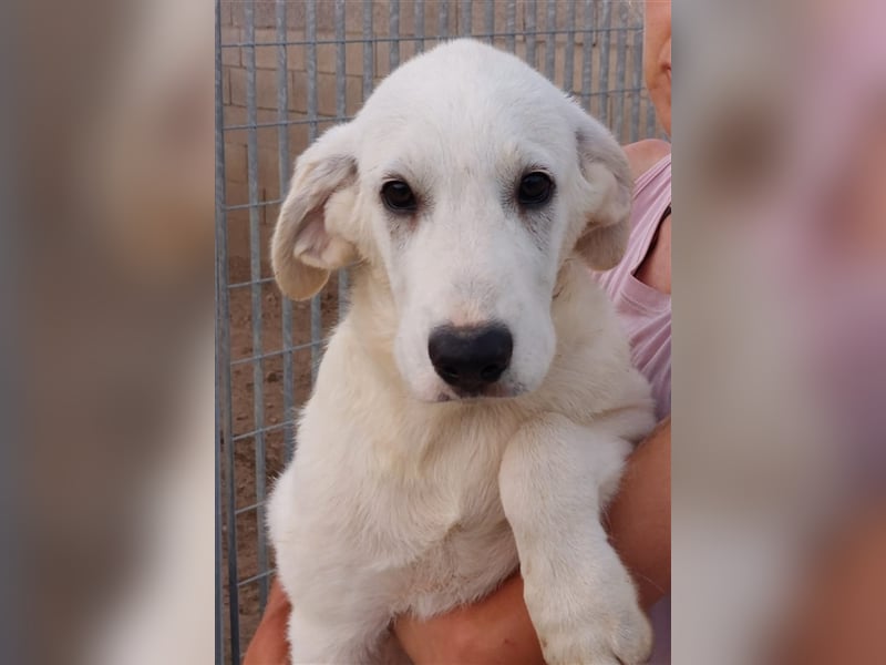 Brunello - wieder ein entsorgter Maremmano