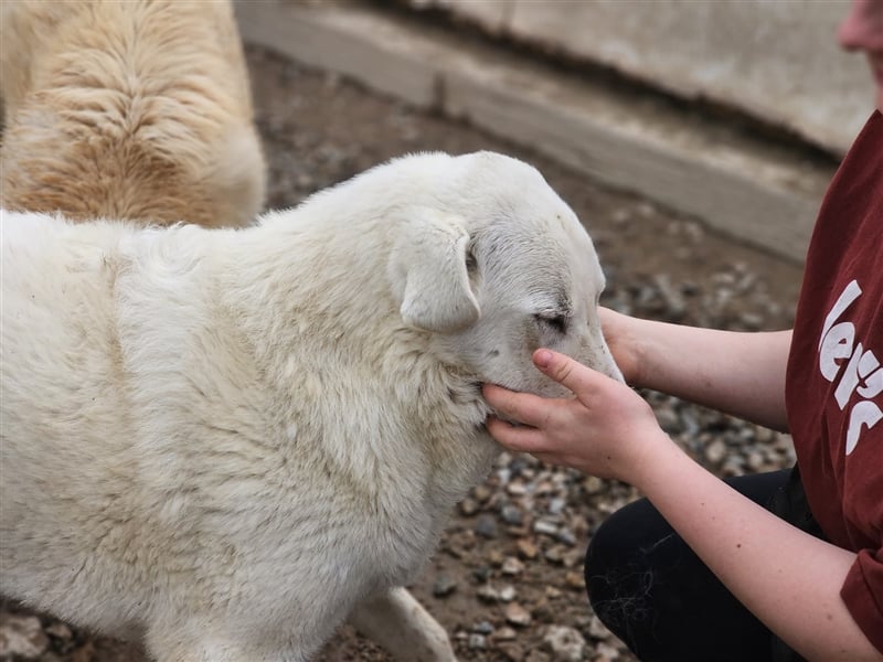 Brunello - wieder ein entsorgter Maremmano