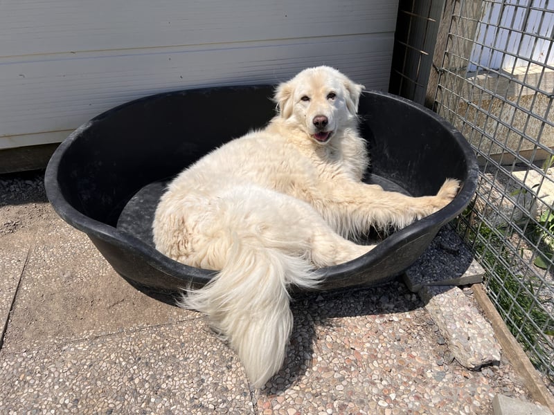 Bella