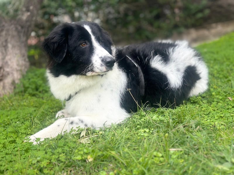 Sofia