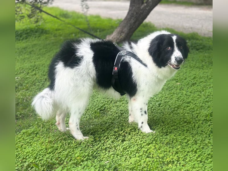 Sofia