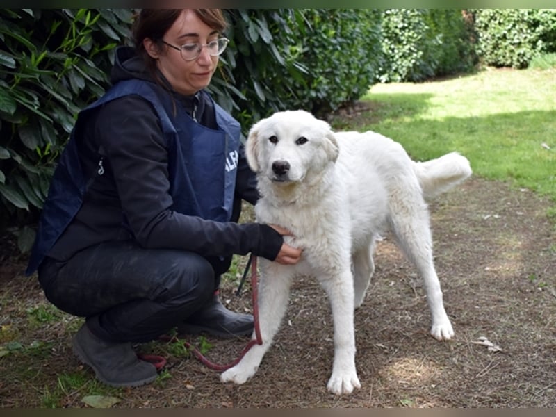 Mirielle - Vier kleine Bärchen suchen dringend Familien