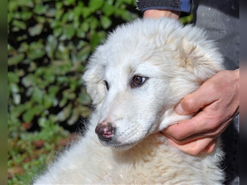 Mirielle - Vier kleine Bärchen suchen dringend Familien