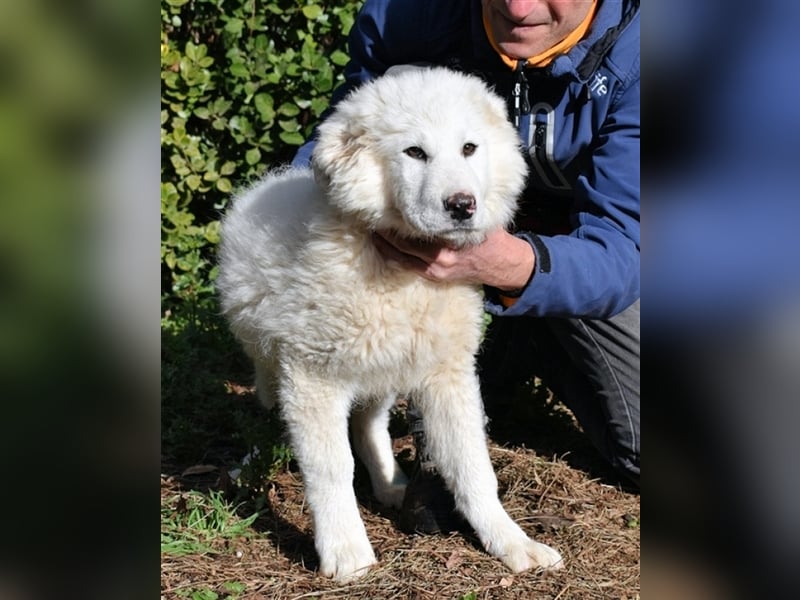 Mirielle - Vier kleine Bärchen suchen dringend Familien