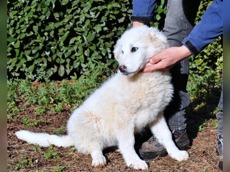 Mirielle - Vier kleine Bärchen suchen dringend Familien