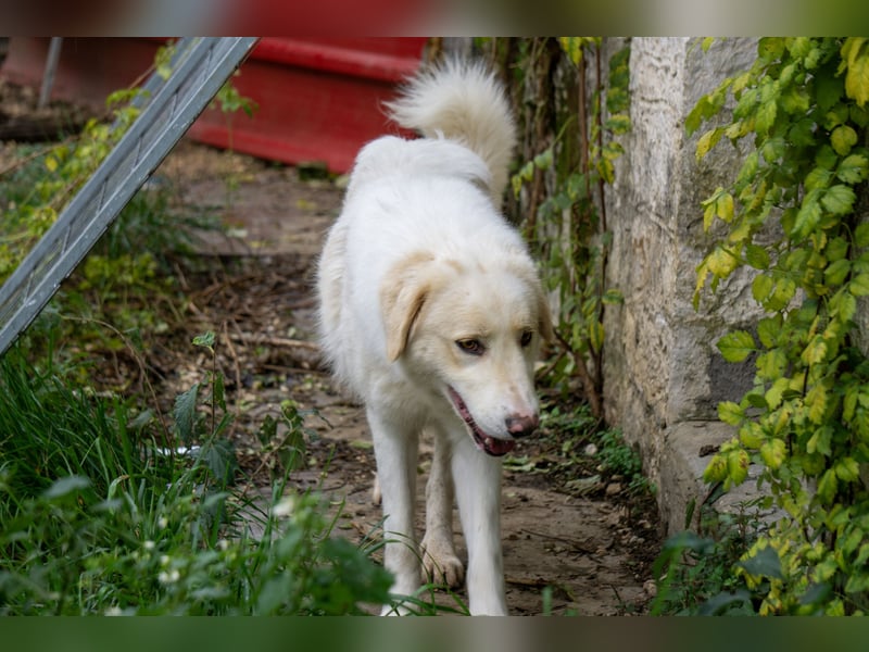 HSH-Hündin sucht Zuhause