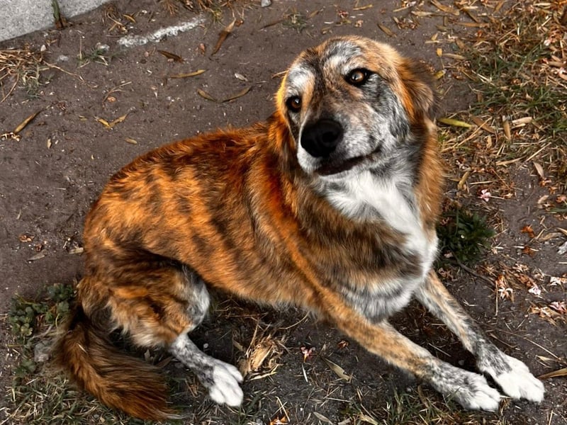 Stella – wo ist ihre Familie?
